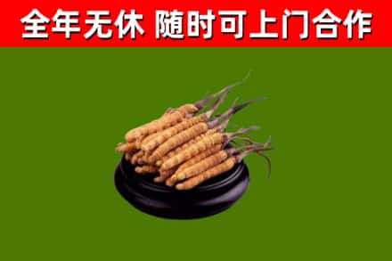 大通县回收散虫草