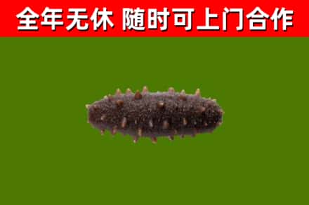 大通县回收海参干